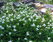 Mazus Alba