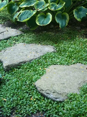 Link to Mazus Reptans
