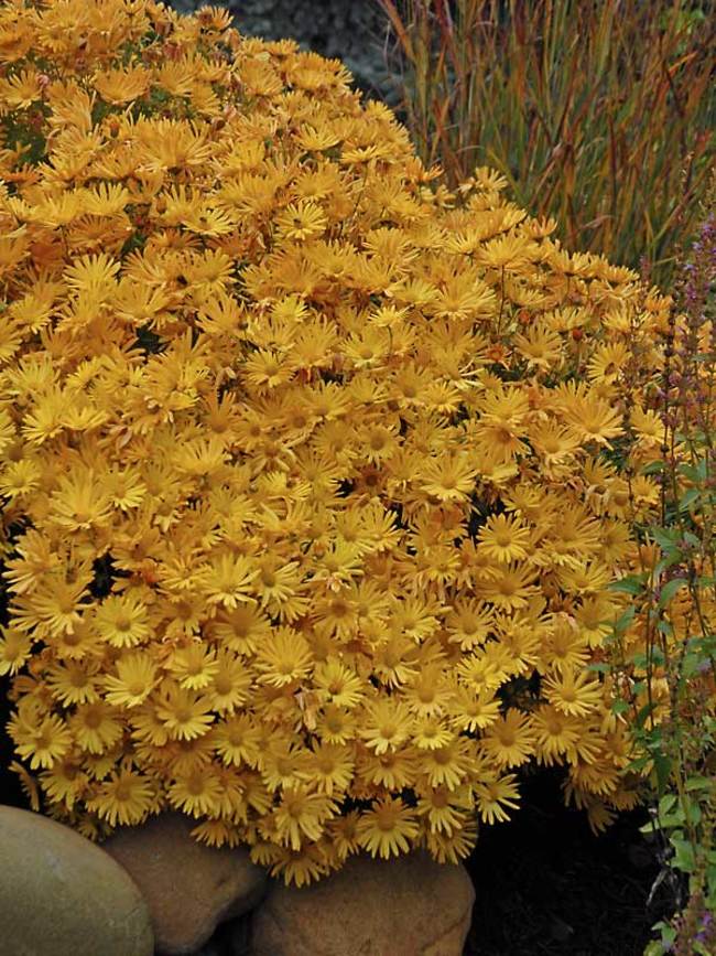 Chrysanthemum Bolero