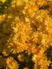 Chrysanthemum Bolero