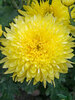 Chrysanthemum Brilliance