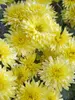 Chrysanthemum Brilliance