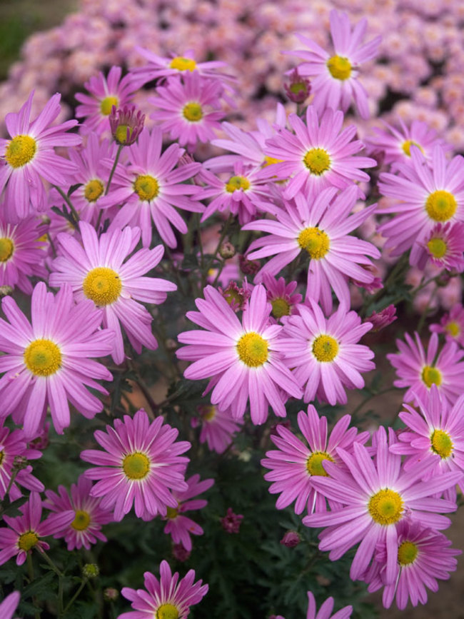 Chrysanthemum Cambodian Queen