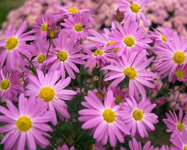 Product Viewer - Chrysanthemum Cambodian Queen