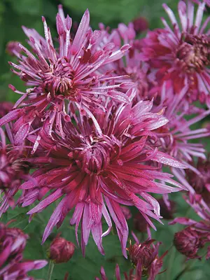 Link to Chrysanthemum Carousel