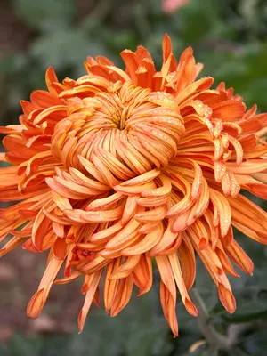 Link to Chrysanthemum Cheerleader