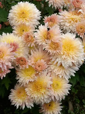 Link to Chrysanthemum Chiffon