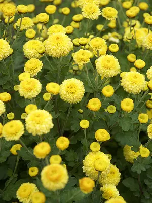 Link to Chrysanthemum Child&#39;s Play