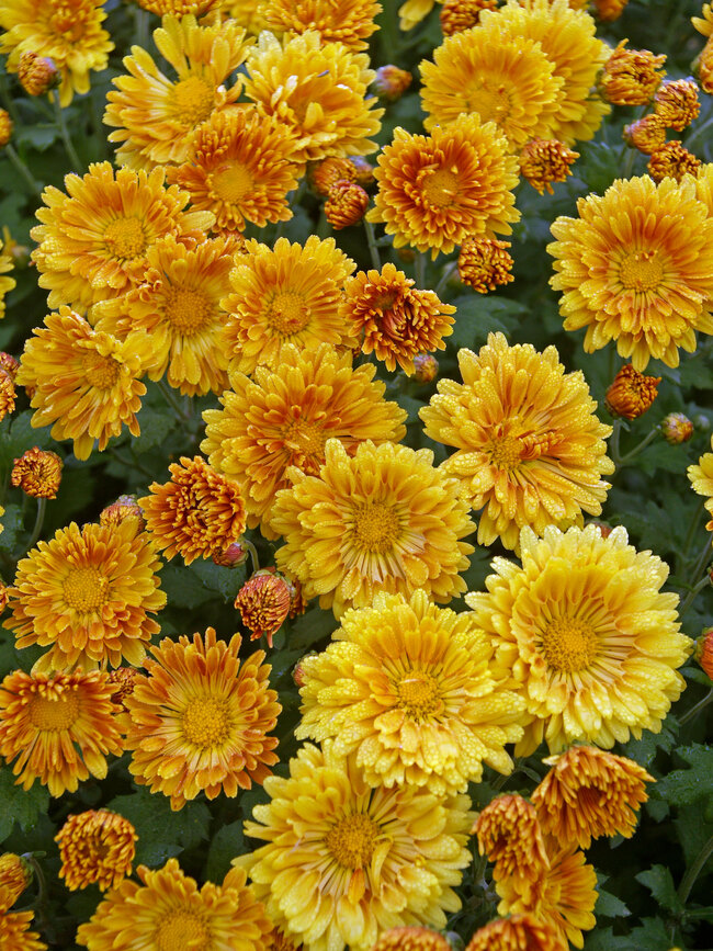 Chrysanthemum Christy