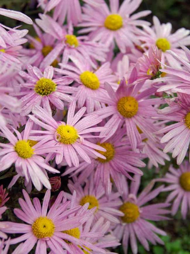 Chrysanthemum Clara Curtis