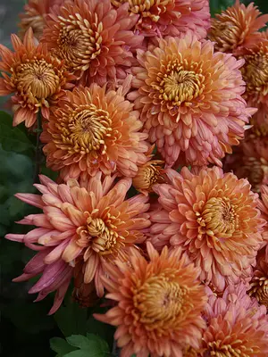 Link to Chrysanthemum Coral Cavalier
