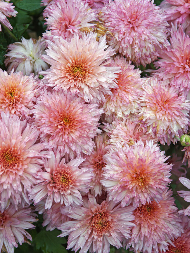 Chrsanthemum Confetti