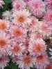 Chrsanthemum Confetti