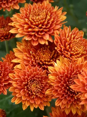 Link to Chrysanthemum Coppersmith