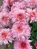 Mum Coquette