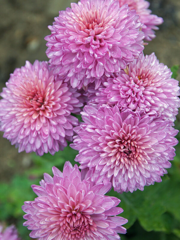 Chrysanthemum Curtis Rice