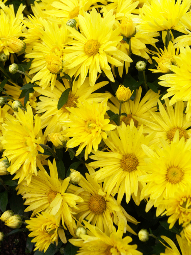 yellow chrysanthemum