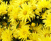 Mum Daisy-Gold