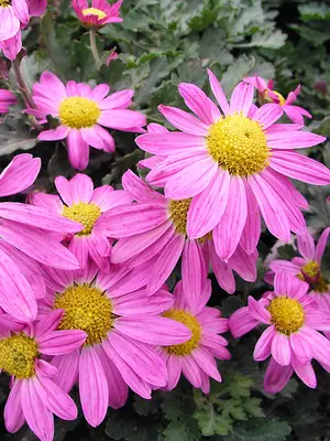 Link to Chrysanthemum Daisy Lavender