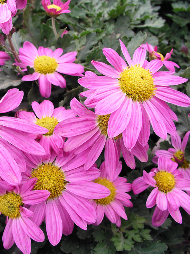 Chrysanthemum Daisy Rose (Mum, Daisy Style Chrysanthemum)