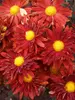 Mum Daisy-Red