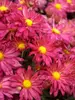 Mum Daisy-Rose