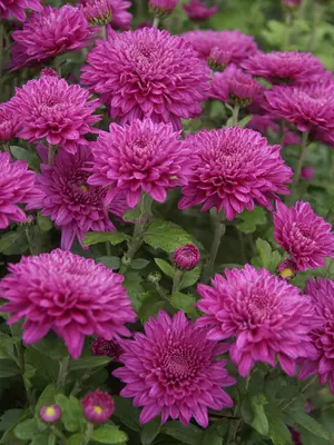 Link to Chrysanthemum Debutante