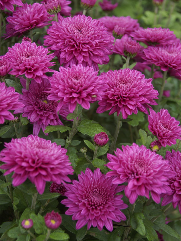 Mum Debutante