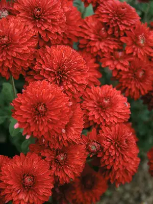 Link to Chrysanthemum Drummer Boy