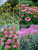 Meadowscape Collection