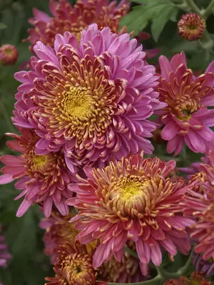 Link to Chrysanthemum Fall Charm