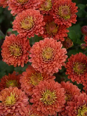 Link to Chrysanthemum Fire Glow