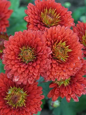 Link to Chrysanthemum Fireside
