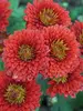Chrysanthemum Fireside