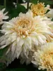 Mum French-Vanilla