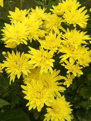 Link to Chrysanthemum Gay Mood
