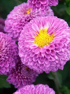 Link to Chrysanthemum Gilbert Becker