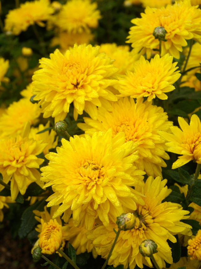 yellow chrysanthemum