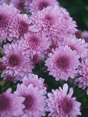 Link to Chrysanthemum Grandchild