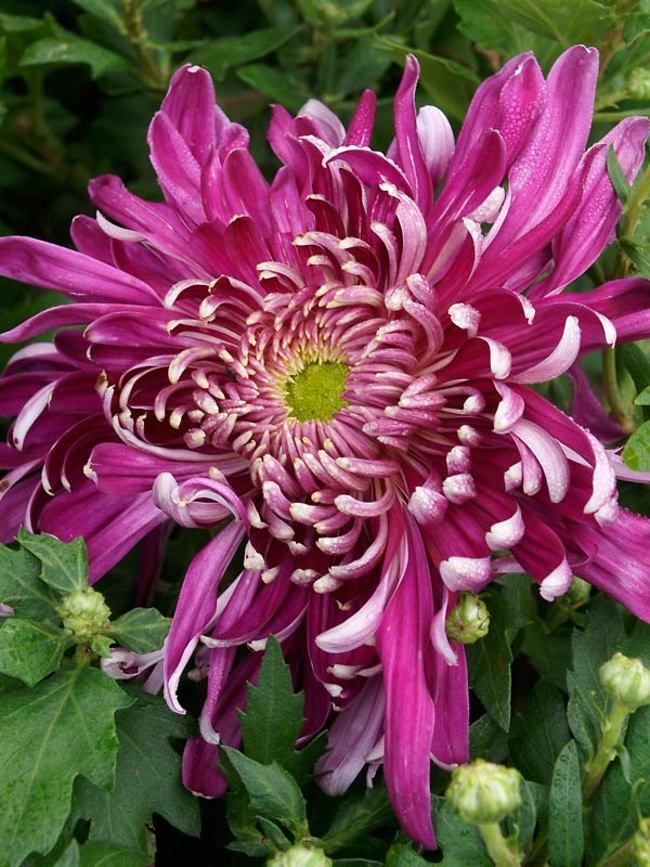 Chrysanthemum Grape Queen Bluestone Perennials