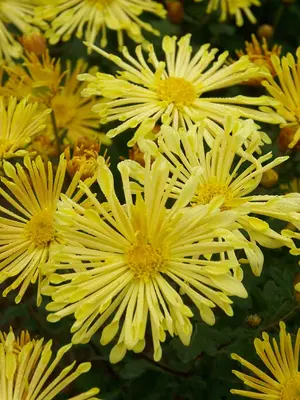 Link to Chrysanthemum Happy Face