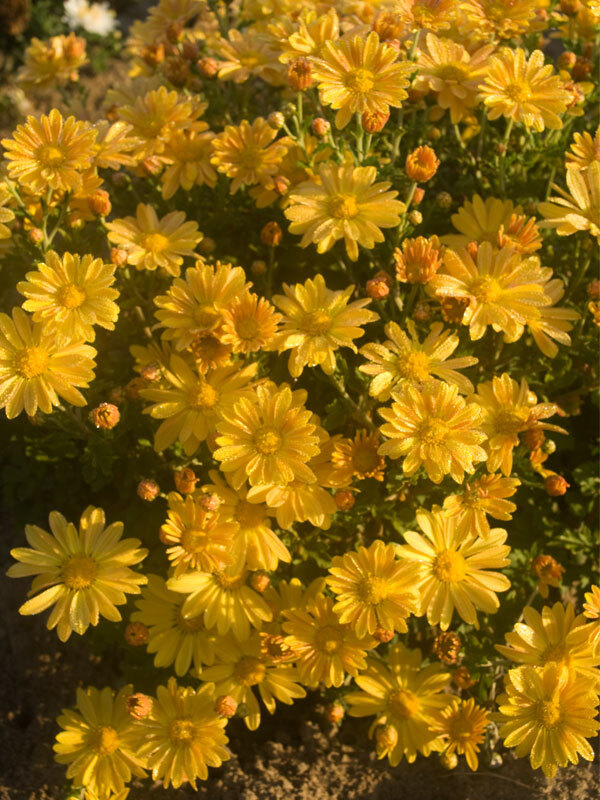 Mum Harmony