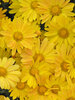 Mum Harmony
