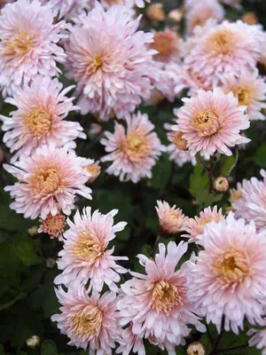 Link to Chrysanthemum Helen Mae