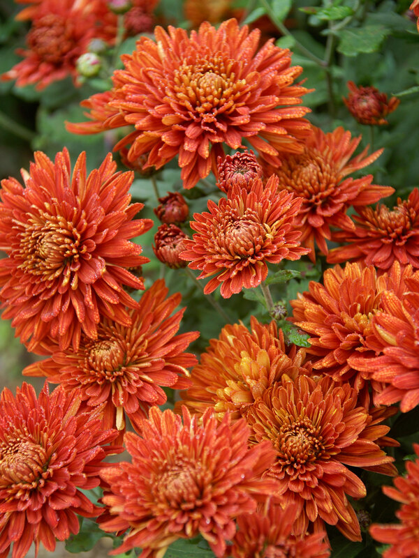 Chrysanthemum High Regards