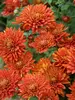 Chrysanthemum High Regards