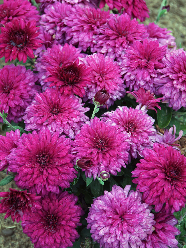 Chrysanthemum, Autumn and winter plant