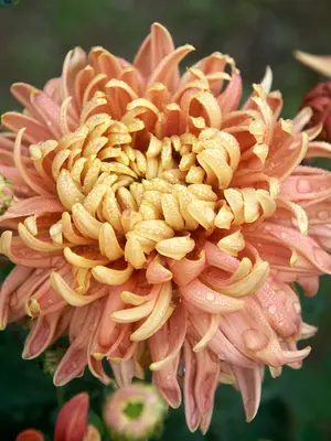 Link to Chrysanthemum Homecoming