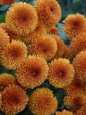 Link to Chrysanthemum Honeycomb