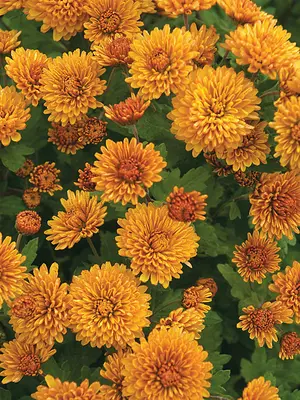 Link to Chrysanthemum Hopscotch